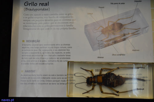 Grilo Real (Bradyporidae)