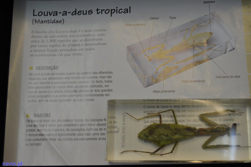 Louva-a-deus tropical (Mantidae)