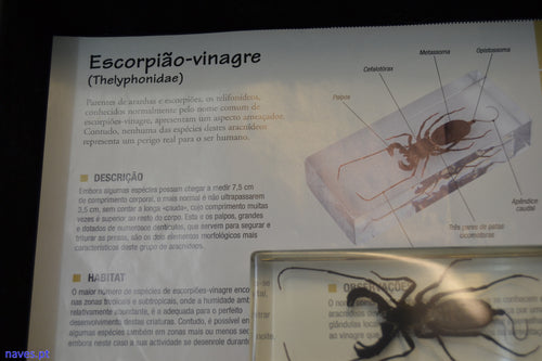 Escorpião-vinagre (Thelyphonidae)