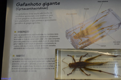 Gafanhoto gigante (Cyrtacanthacridinae)
