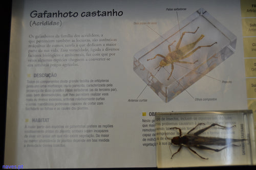 Gafanhoto castanho (Acrididae)