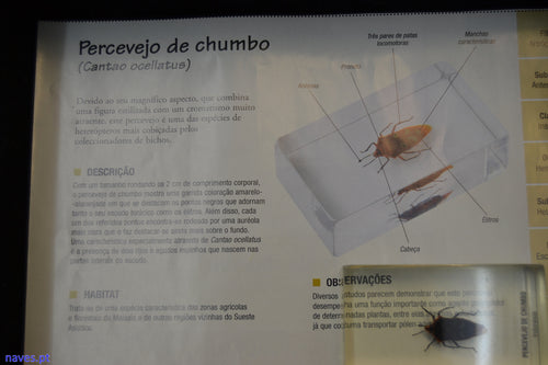 Percebejo de chumbo (Cantao ocellatus)