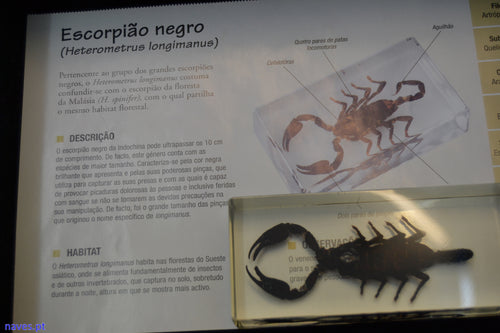 Escorpião negro (Heterometrus longimanus)