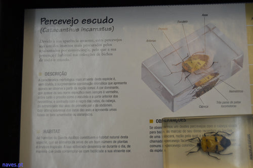Percebejo escudo (Catacanthus incarnatus)