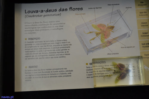 Louva-a-deus das flores (Creobroter gemmatus)