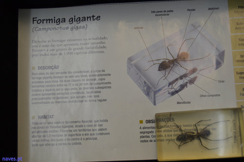 Formiga gigante (Camponotus gigas)