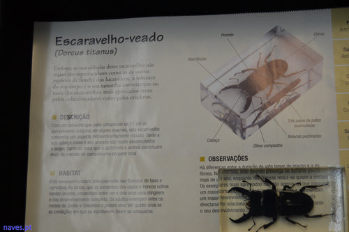Escaravelho-veado (Dorcus titanus)
