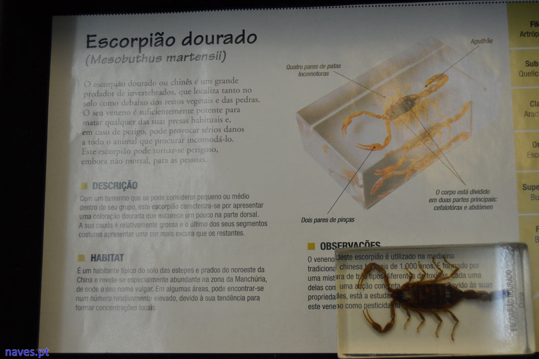Escorpião dourado (Mesobuthus martensii)