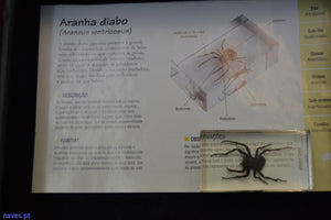 Aranha diabo (Araneus ventricosus)