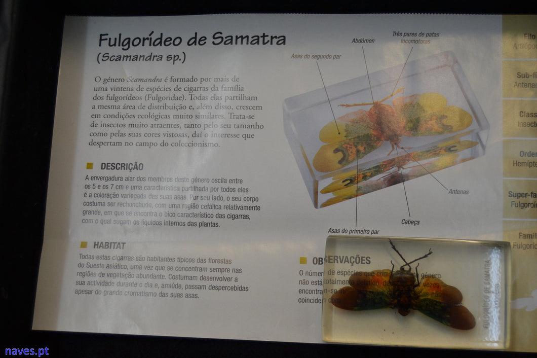 Fulgorídeo de Samatra (Scamandra sp.)