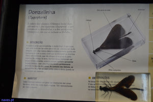 Donzelinha (Zygoptera)