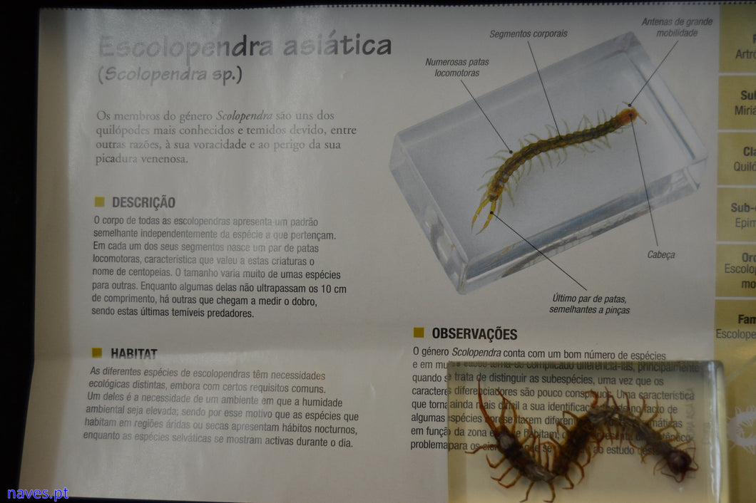 Escolopendra asiática (Scolopendra sp.)