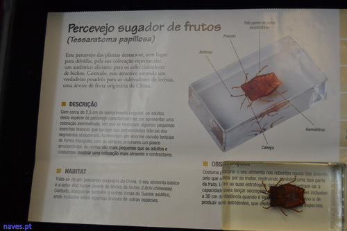Percevejo sugador de frutos(Tessaratoma papillosa)