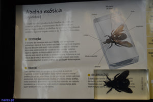 Abelha exótica (Apoidea)
