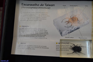 Escaravelho de Taiwan (Dicronocephalus shimomurai)