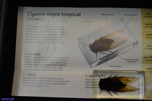 Cigarra negra tropical (Cicadidae)